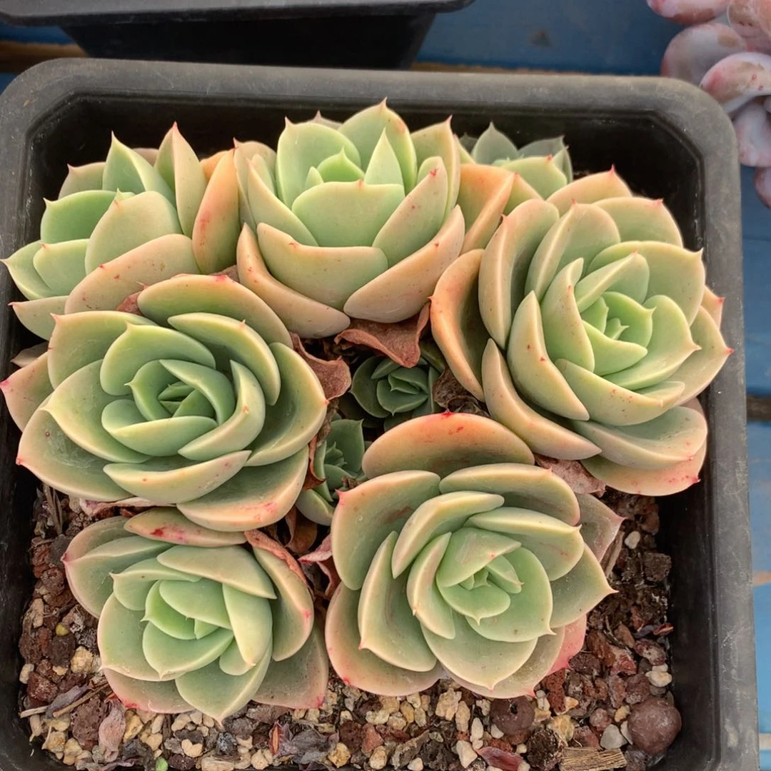 辛娜塔老桩无砍一物一拍