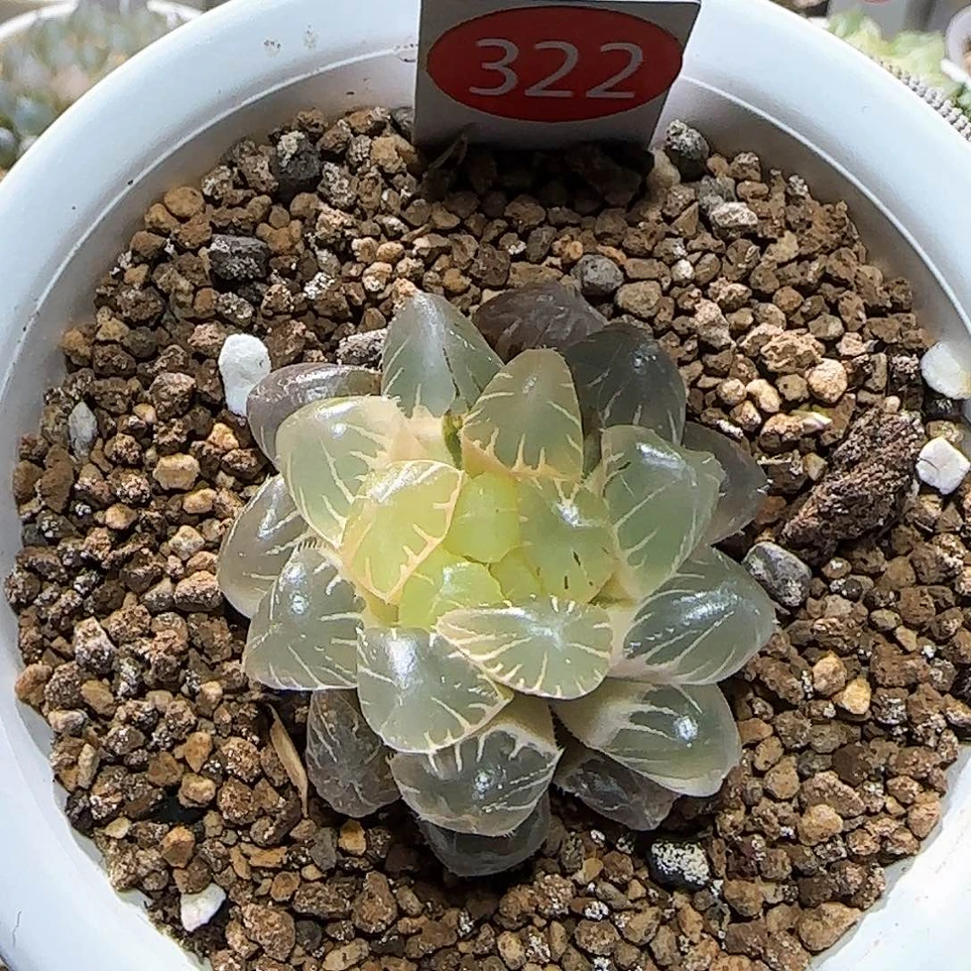 322号实生玉露锦糊斑 4.7 厘米左右一物一拍带盆发货