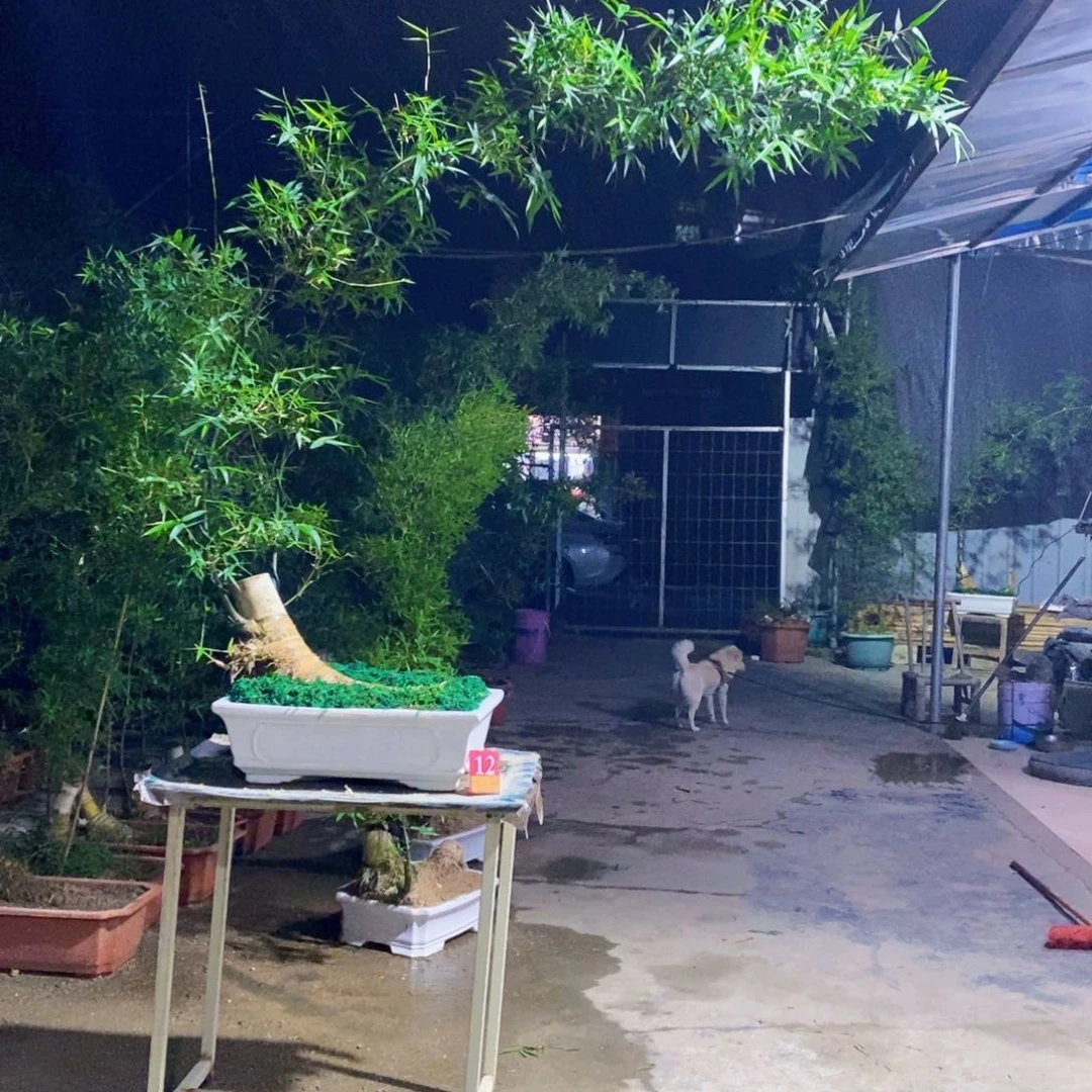 平***安无花朵小叶簕竹一物一拍