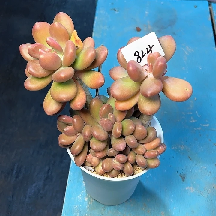 鞍*狼824////////////