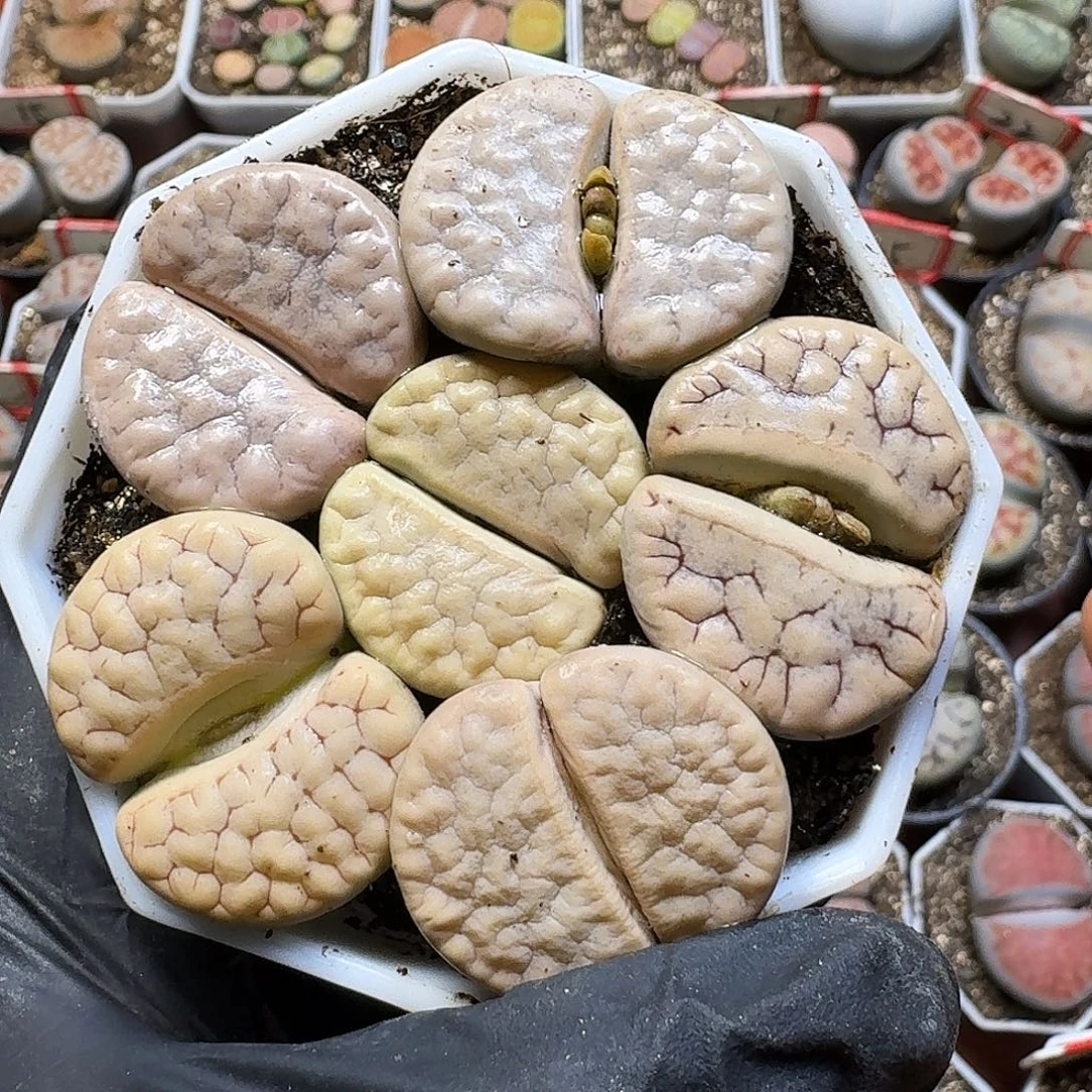 生石花111111。 195