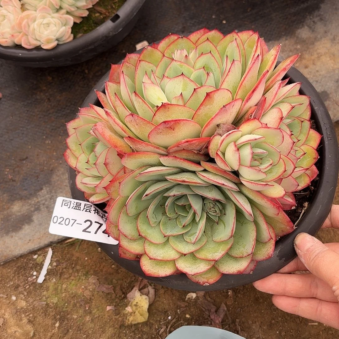 同温层多肉牡丹亭274
