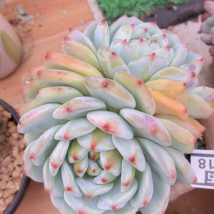 白拉糖18118多肉植物