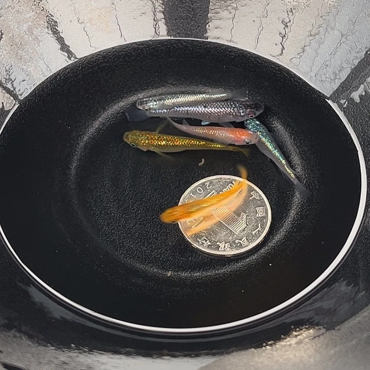 青鳉鱼星光7条49号