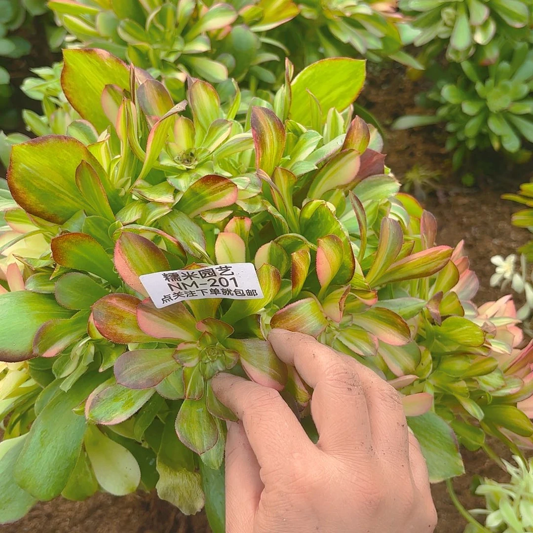 绍七彩砍头群多肉植物201