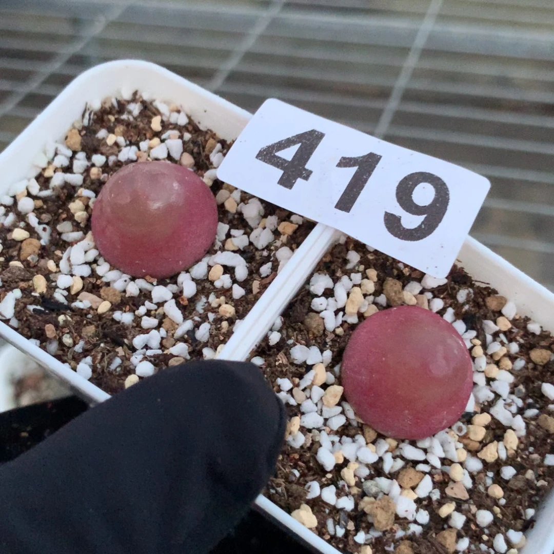 419灯泡母本两颗