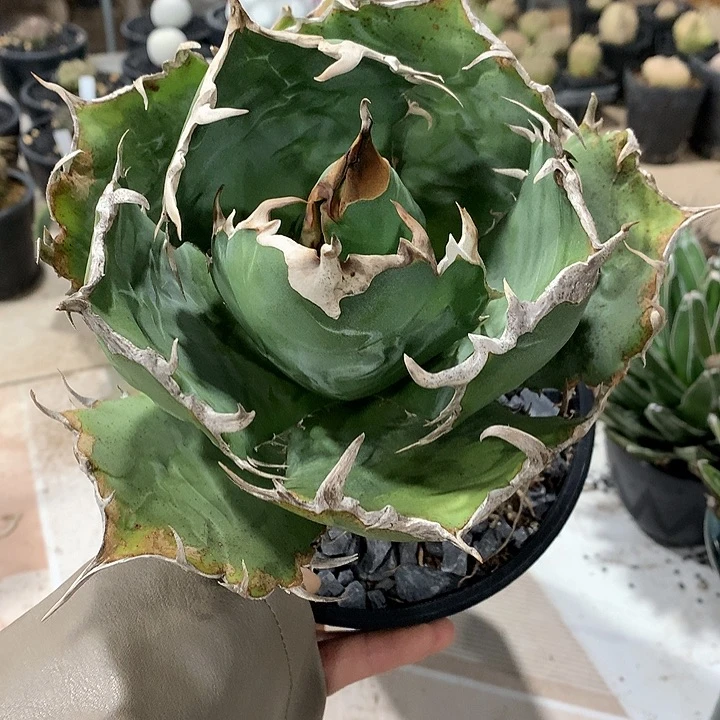 319正白24公分666666666