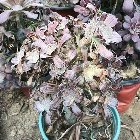 拉丝锦玫瑰玫瑰玫瑰