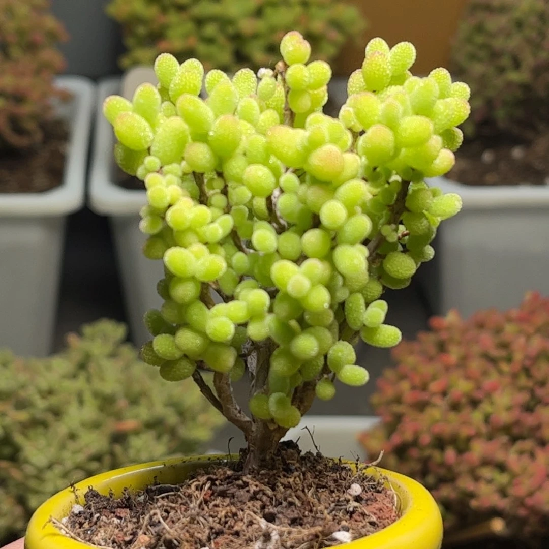 40金桔优选枝干番杏