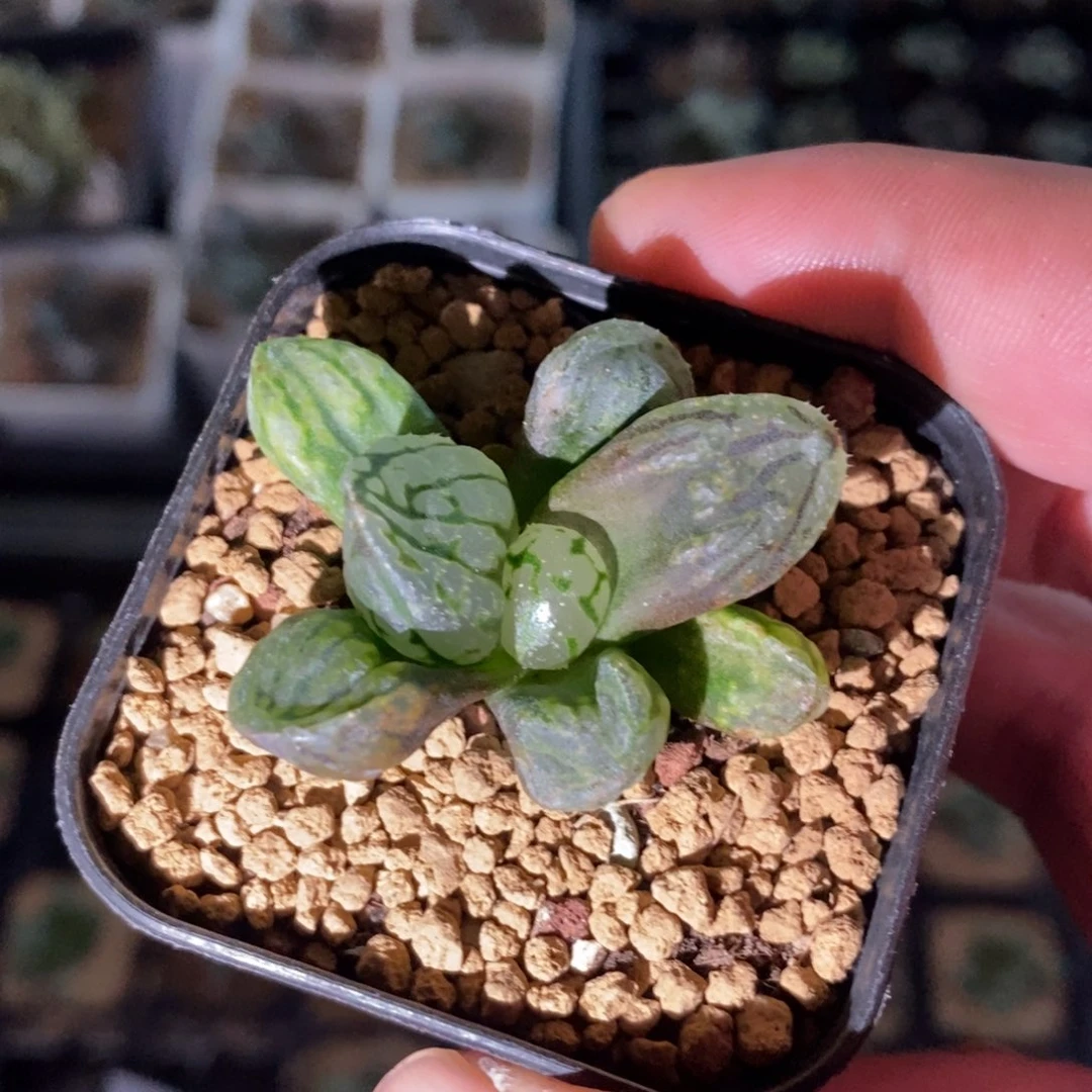 808 十二卷一颗裹杂 高货