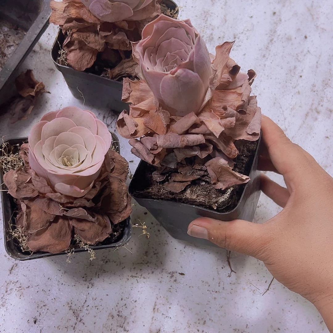 十方粉酒杯脱土发货