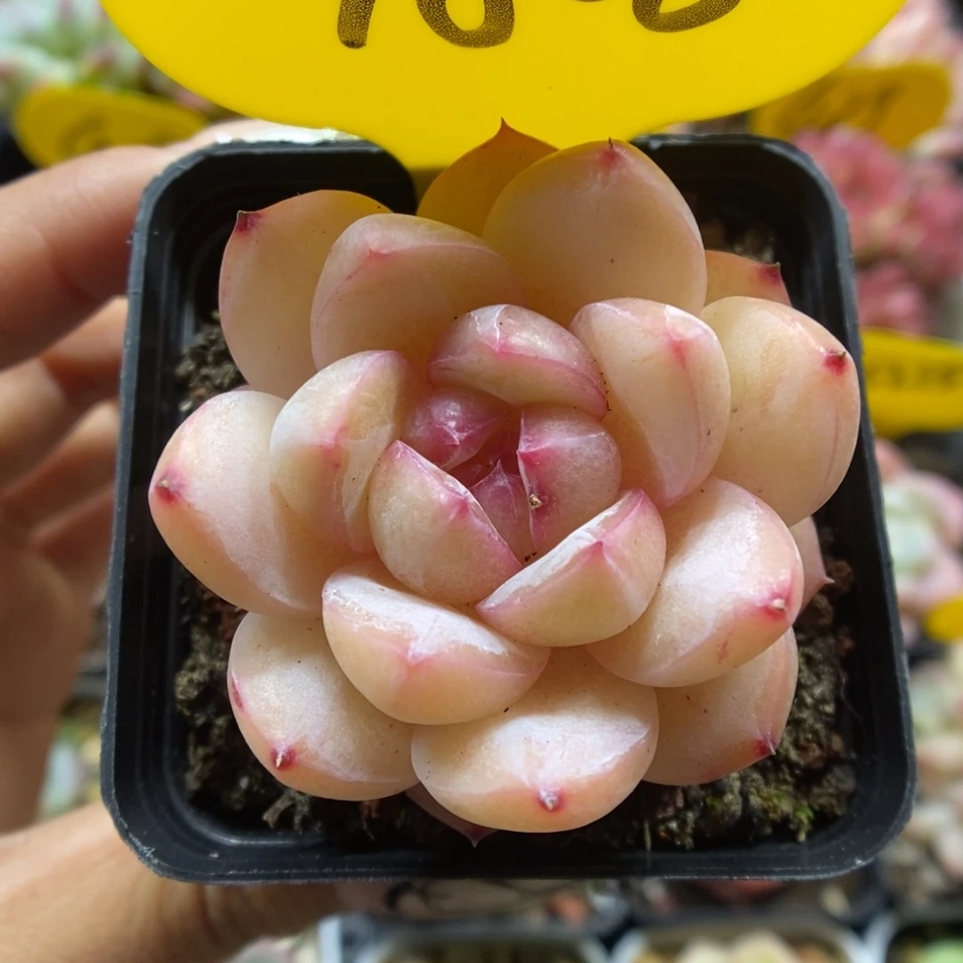 白雪珍妮可拍4808号