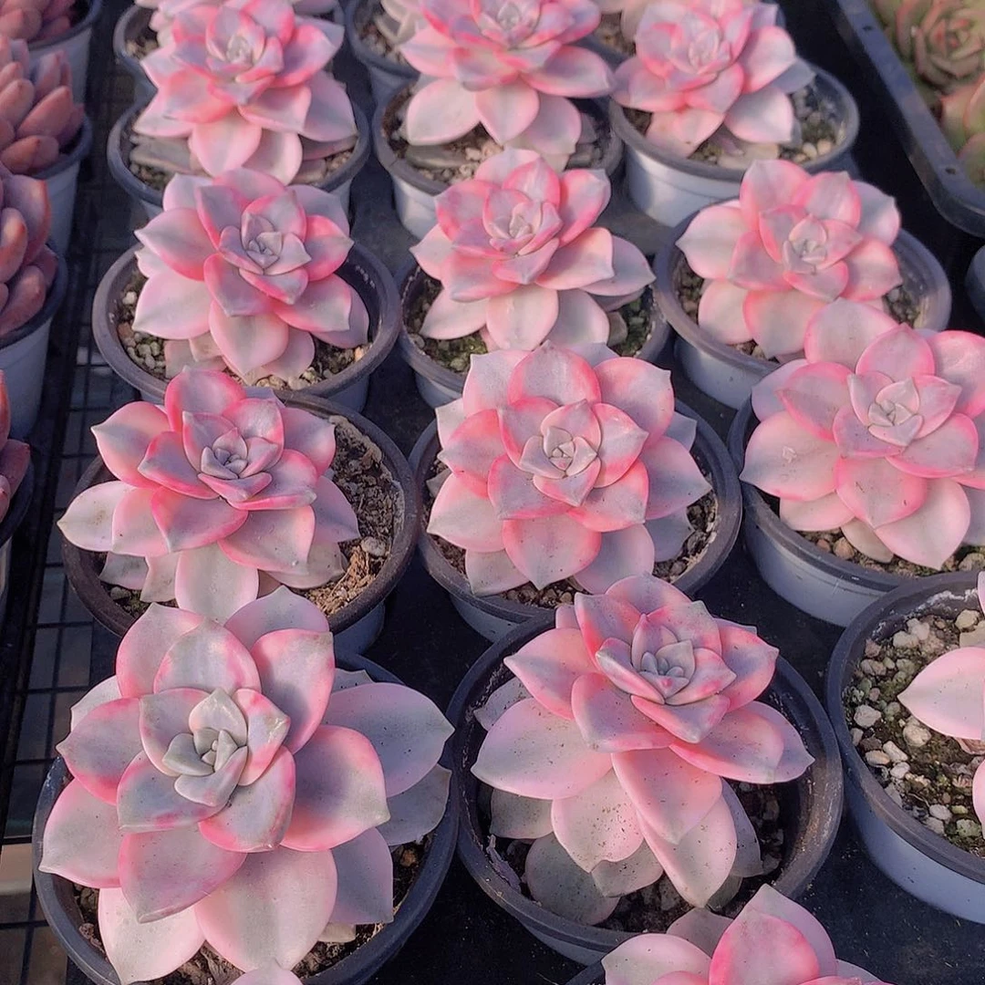 紫乐锦234567789990000