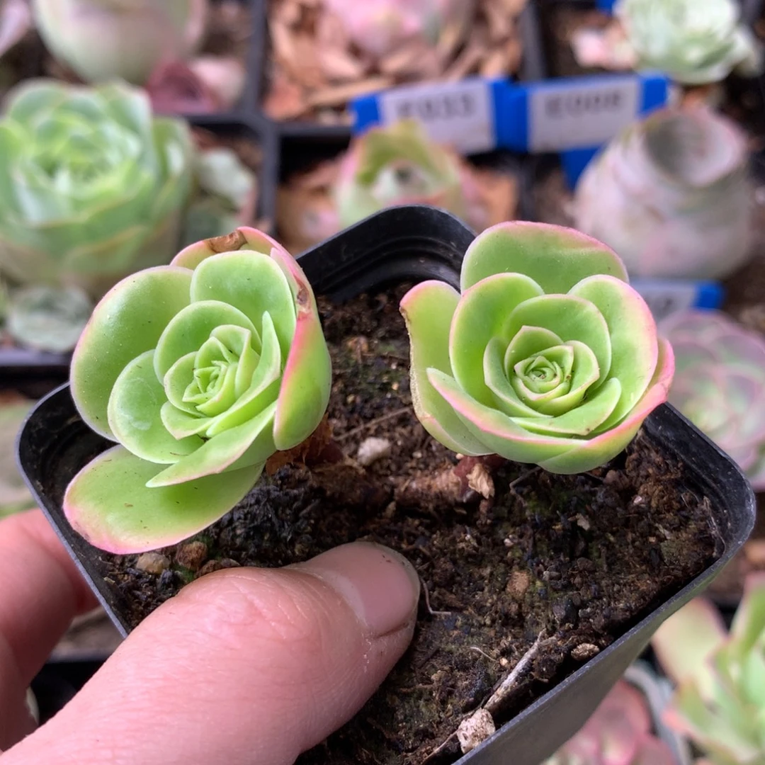 一物一拍果粒橙795