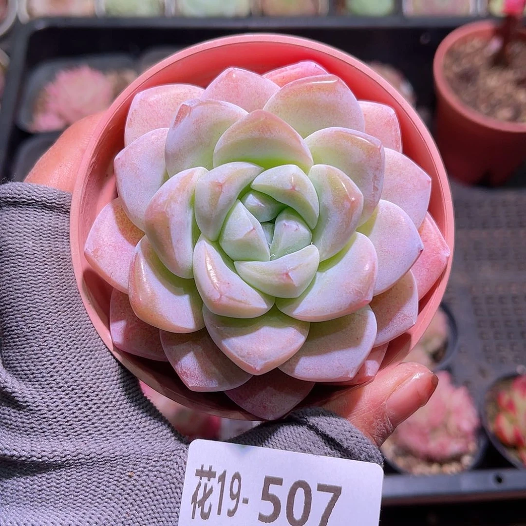 花19407冰玉单头