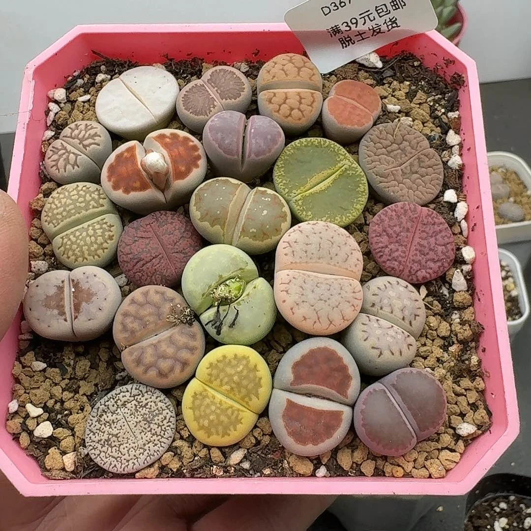 367带盆发哈哈哈哈哈哈哈