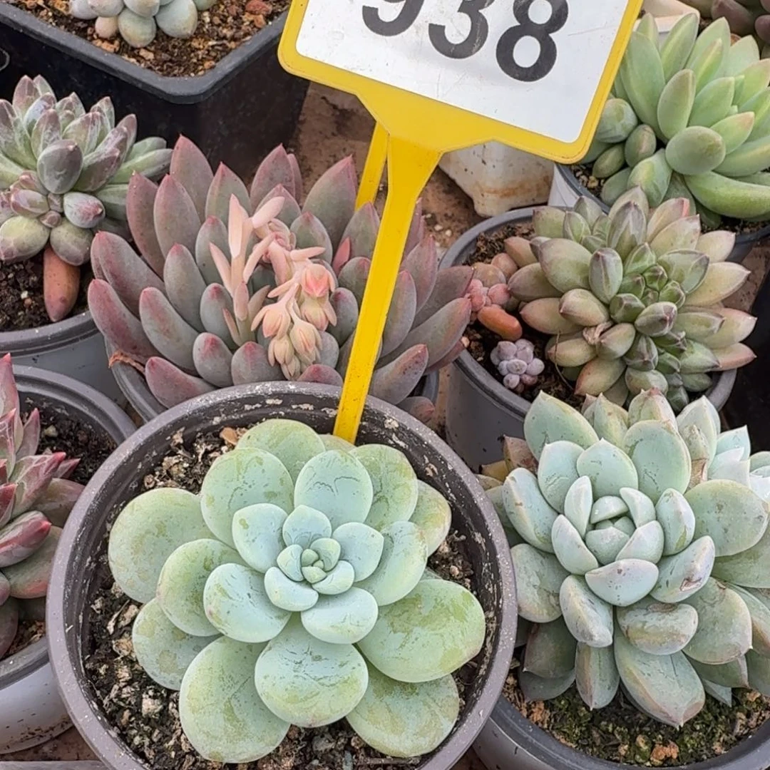 多肉植物漂亮单头938