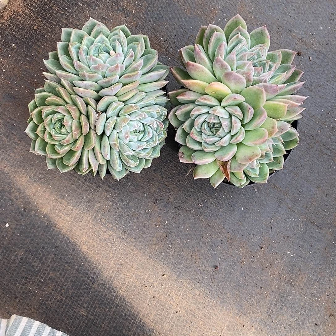 ‖***℡2颗寄养。