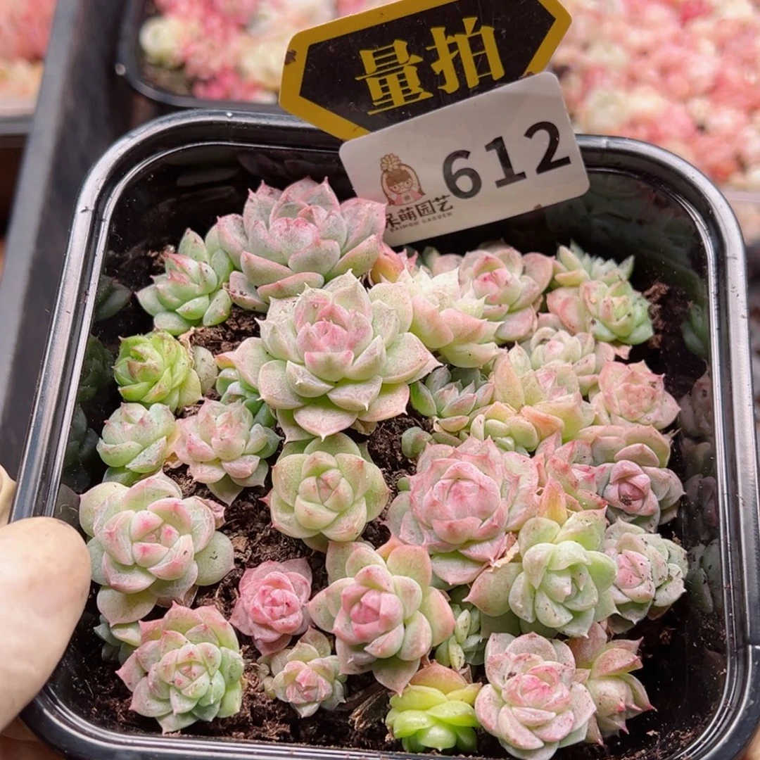 多肉植物多花植物