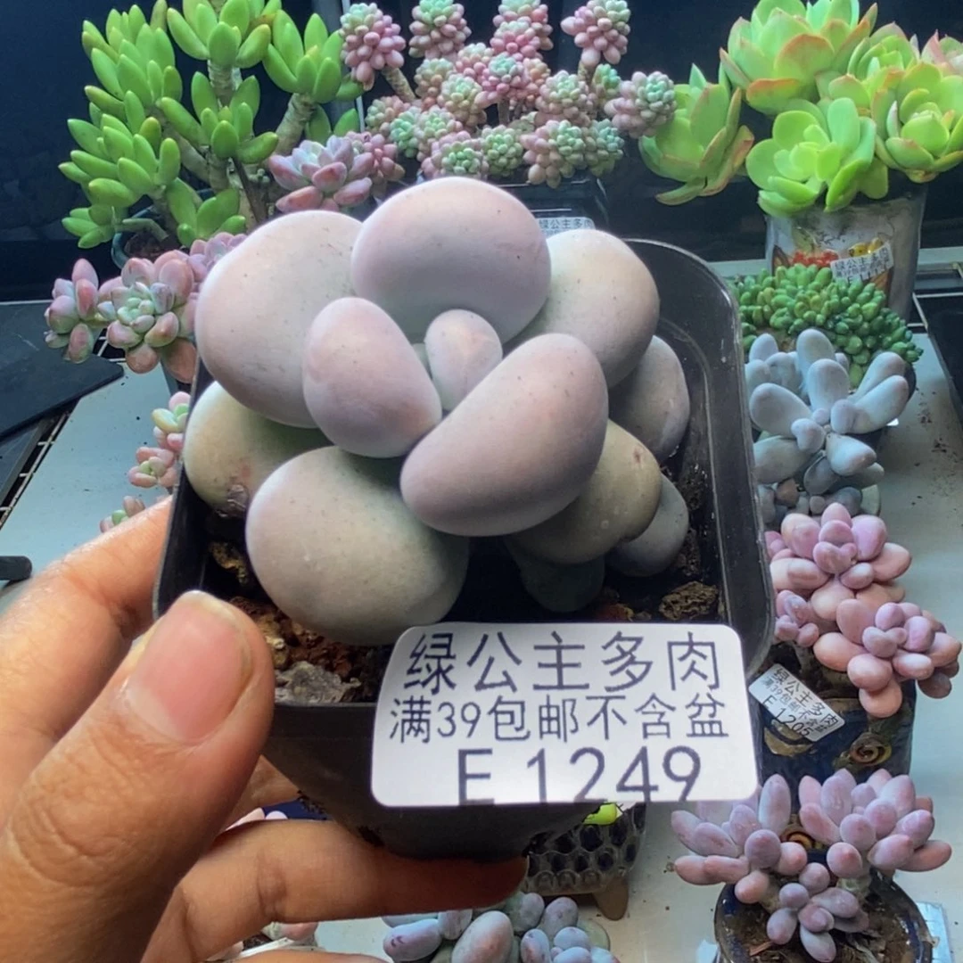 249芭比奶多肉5c m