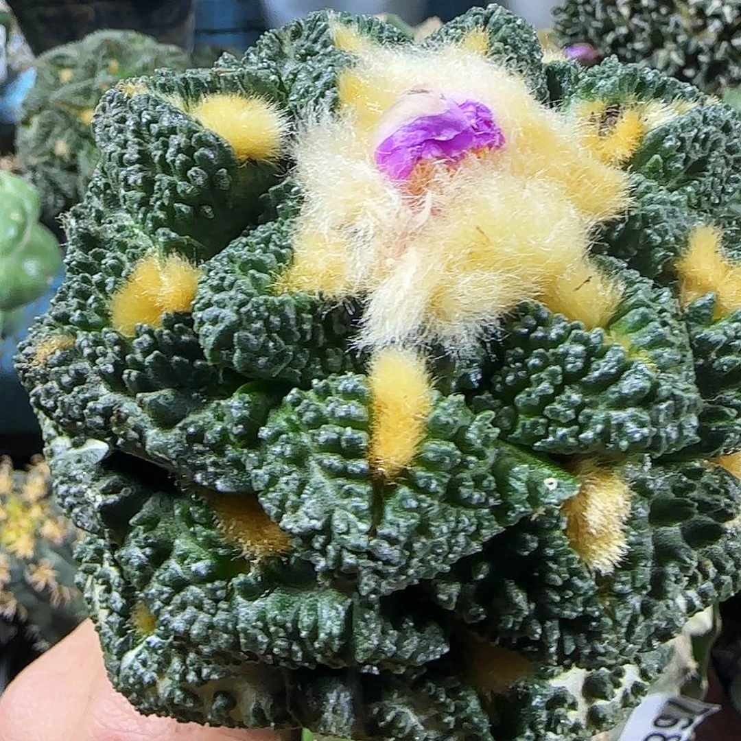 大龟甲728仙人球开花