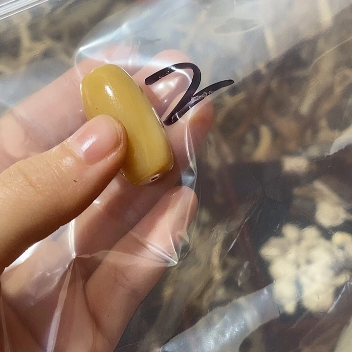 无非金属鹿角鹿角