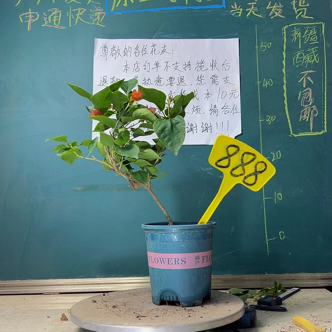 当前无花栽培后可以开花甜西瓜888