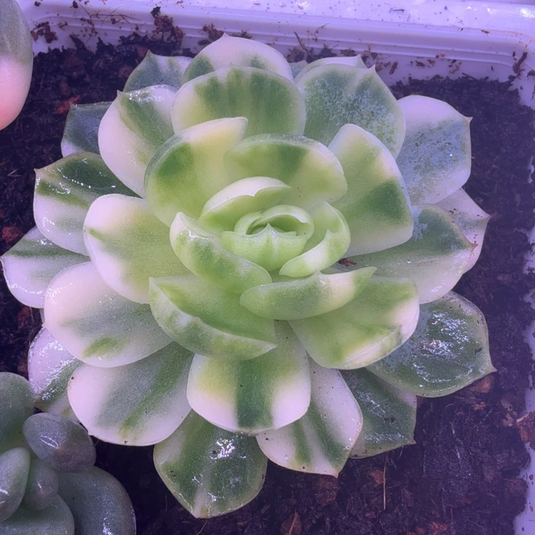 彩虹贝瑞锦 多肉植物