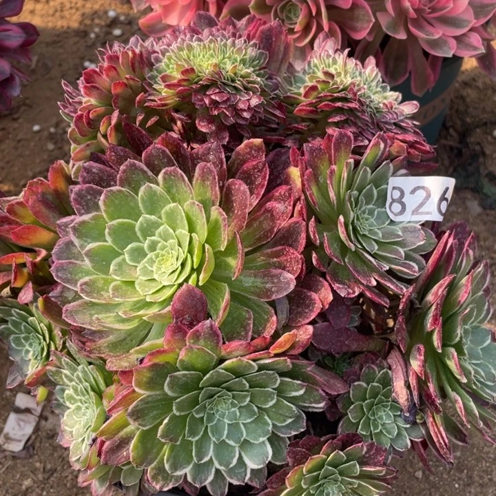 826多肉植物金丝楠木缀