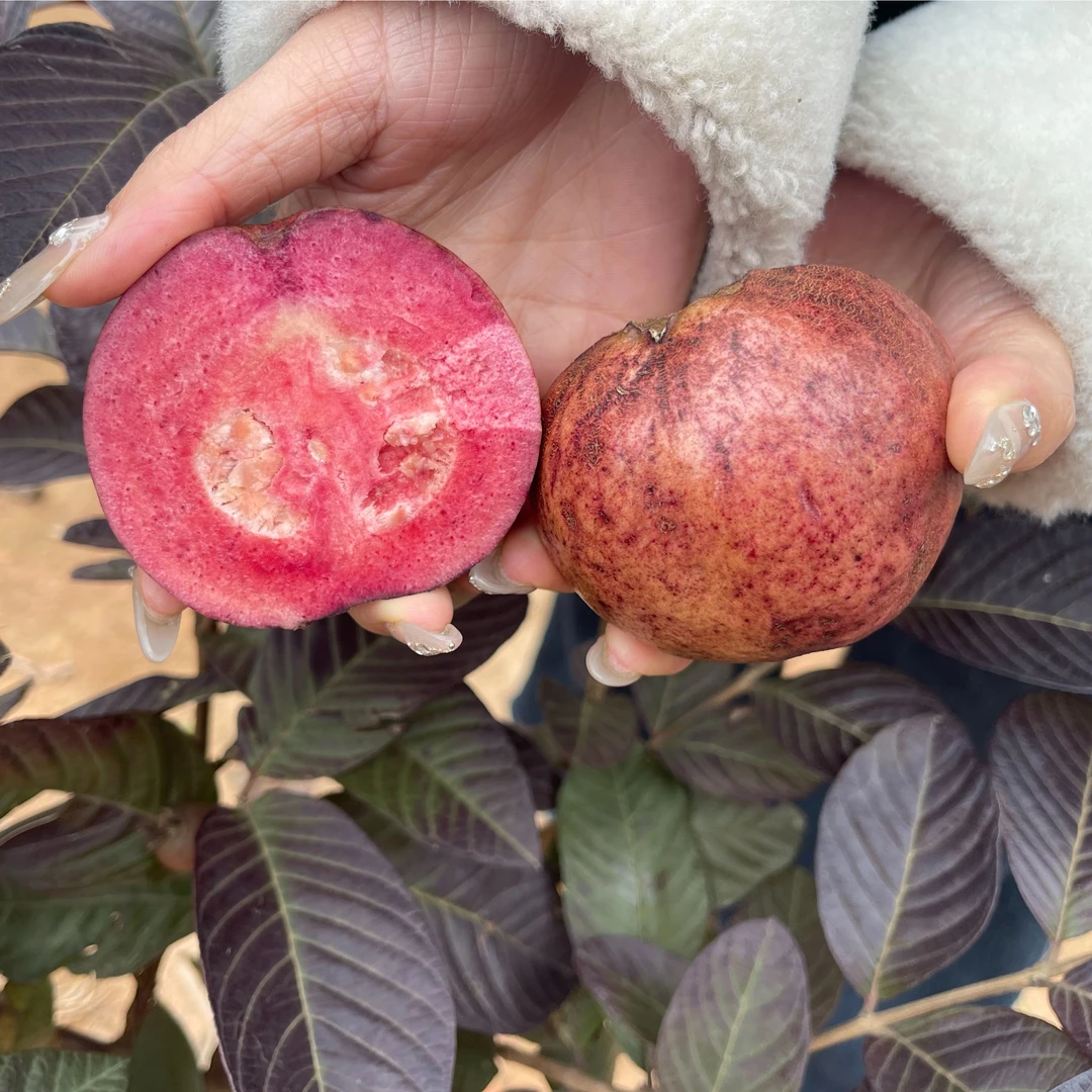 新品红心紫叶番石榴苗多季开花结盆栽地栽阳台庭院