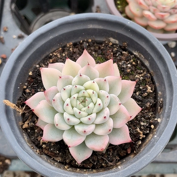 妲己锦一物一拍锦龙