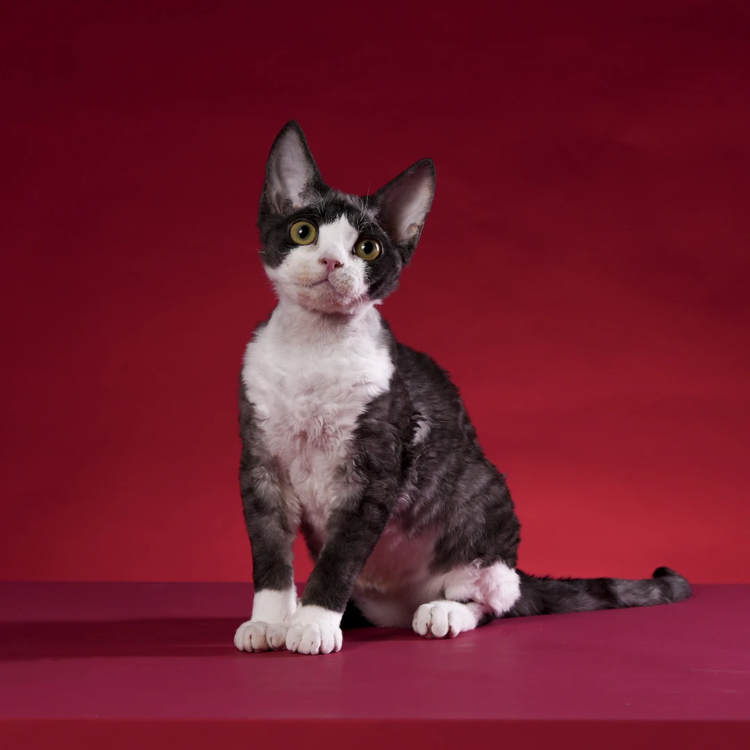 【脖子家德文】红叶 黑白开脸妹妹 活体猫猫