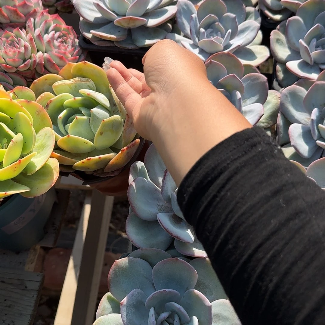 奶茶大单头多肉植物