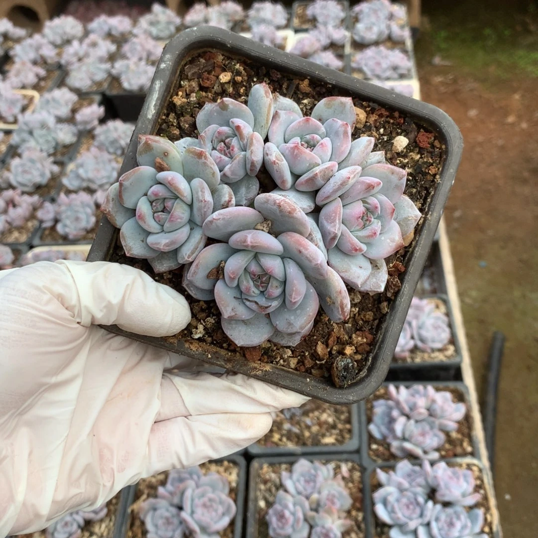 无花朵哈哈哈哈哈哈哈42
