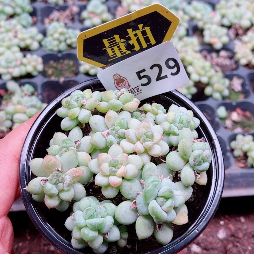 多肉植物多肉植物