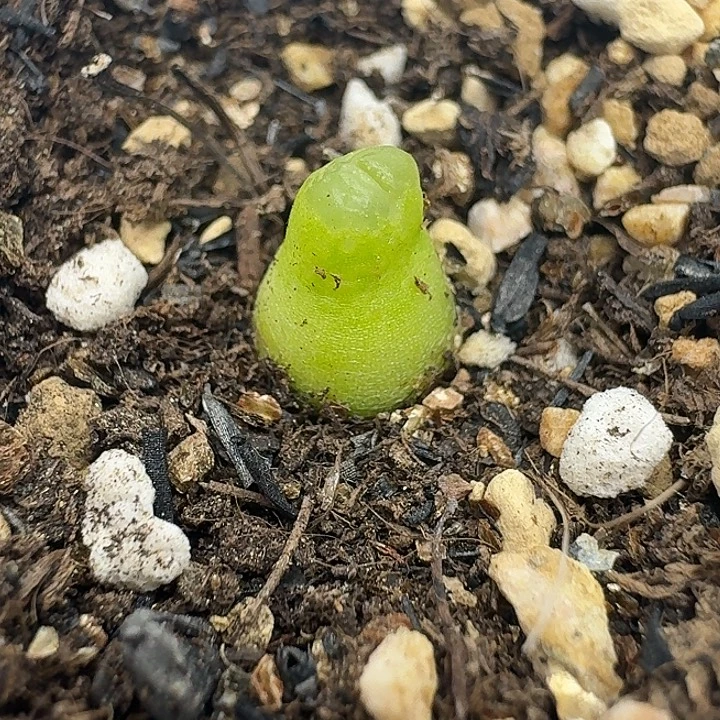 老马生石花小葫芦426