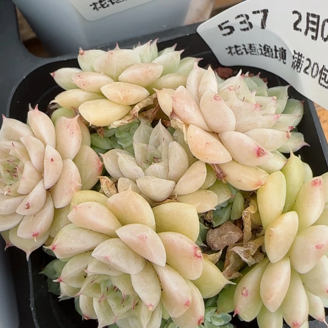 花语逸镜0203-537