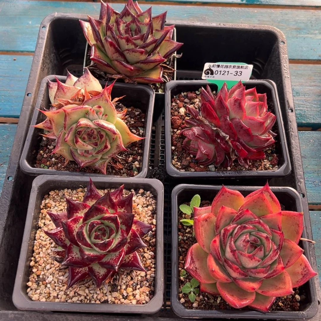 从前慢多肉精选编号0121.33