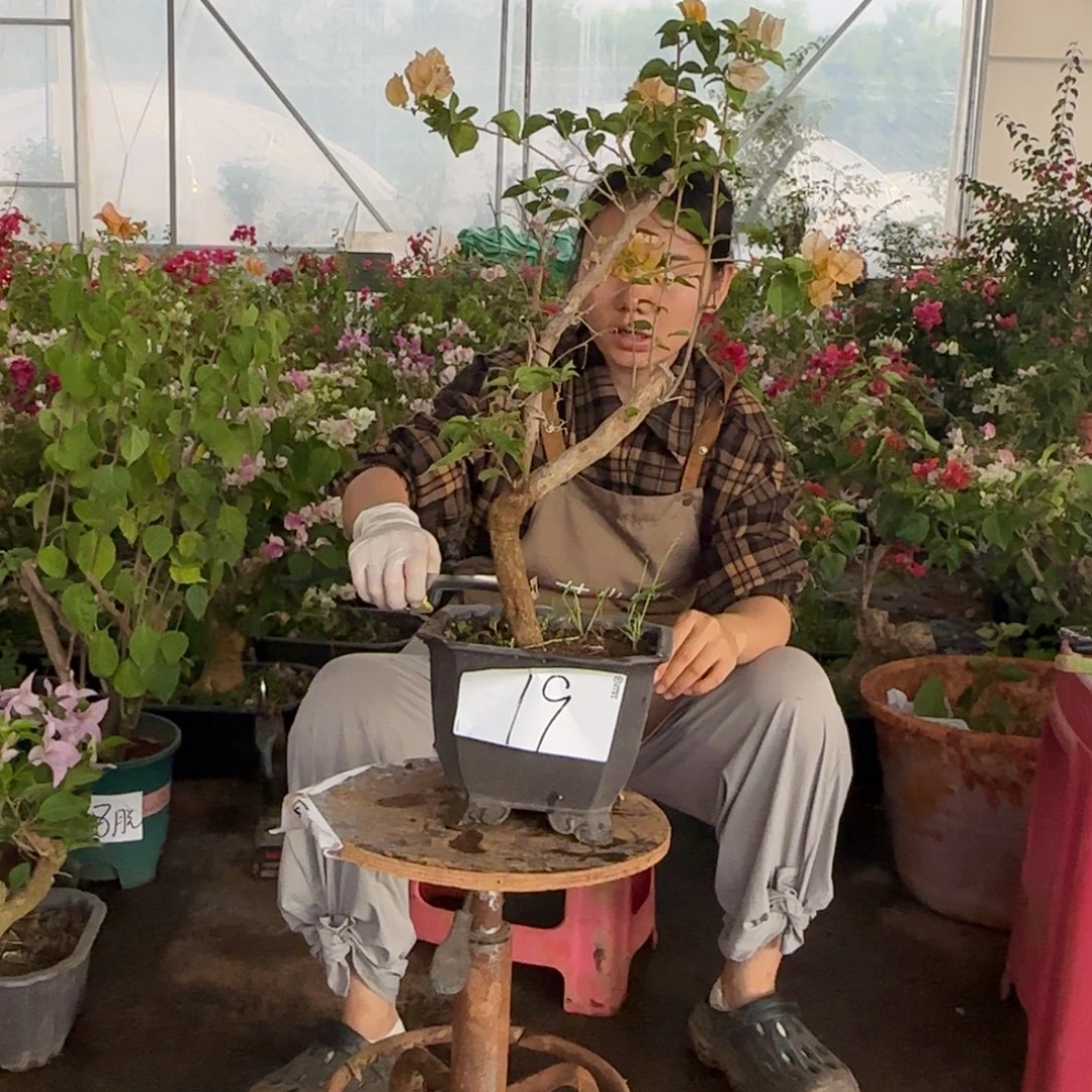 大部分花苞少量开放柠檬黄 19