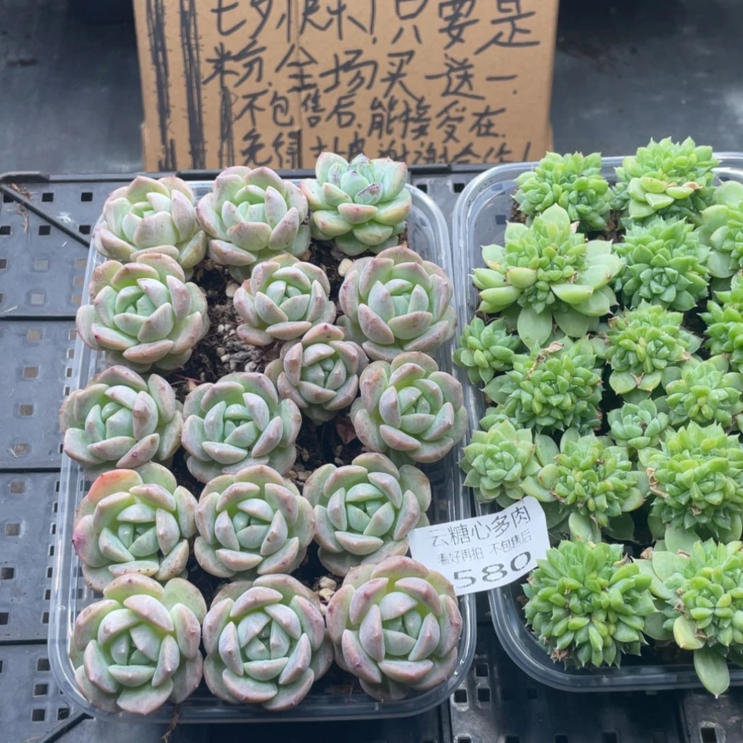 云糖心多肉植物580