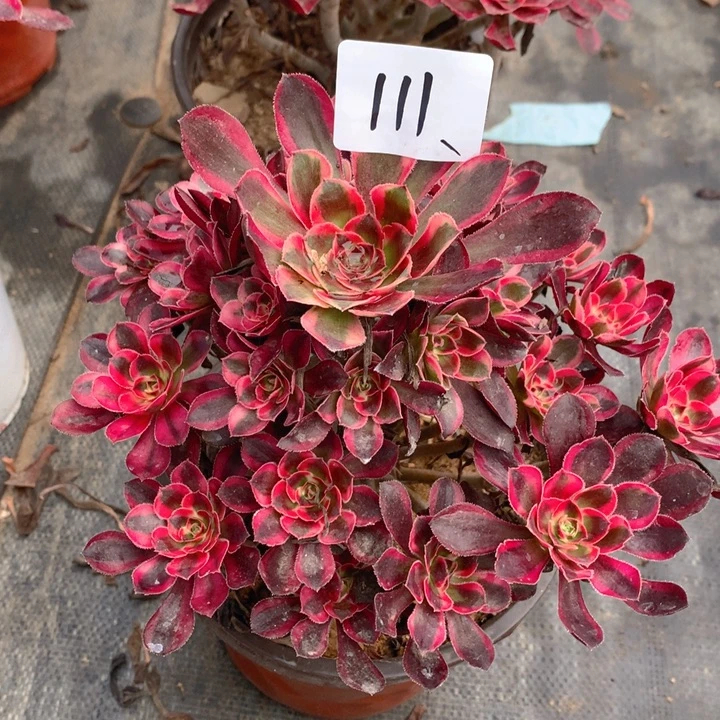 111香奈儿法师多肉植物