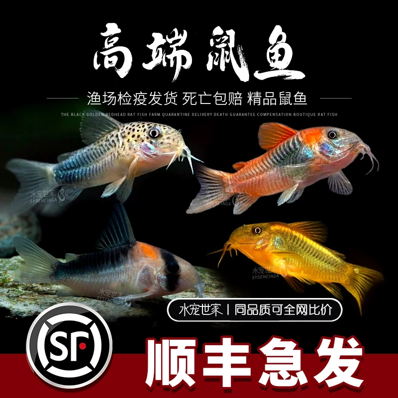 黑金红头鼠大型红头鼠底栖鱼清缸淡水鱼热带鱼草缸南美鼠鱼工具鱼