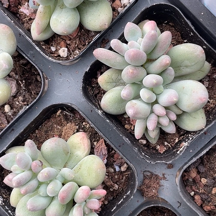 樱花奶随机发满18包邮