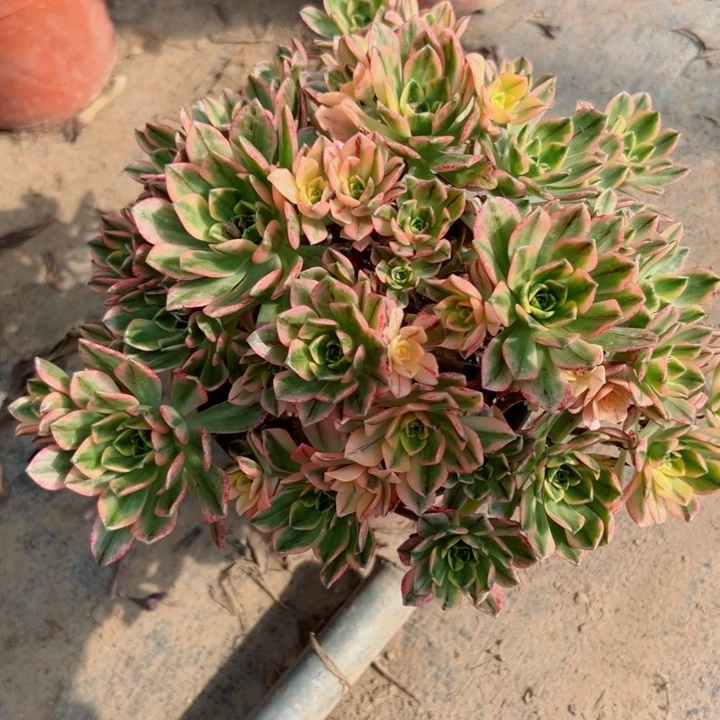 544甜茶多肉植物