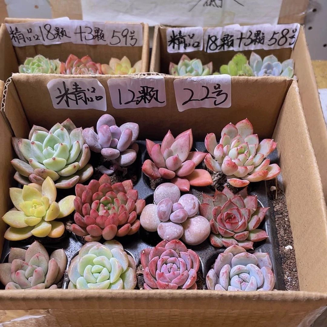 【闪购商品】【量拍】12颗-22