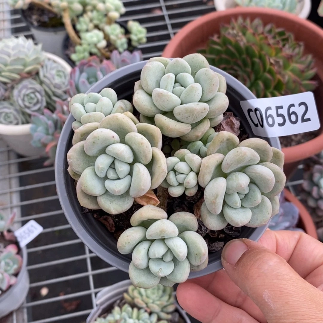 6562泡泡糖一物一拍