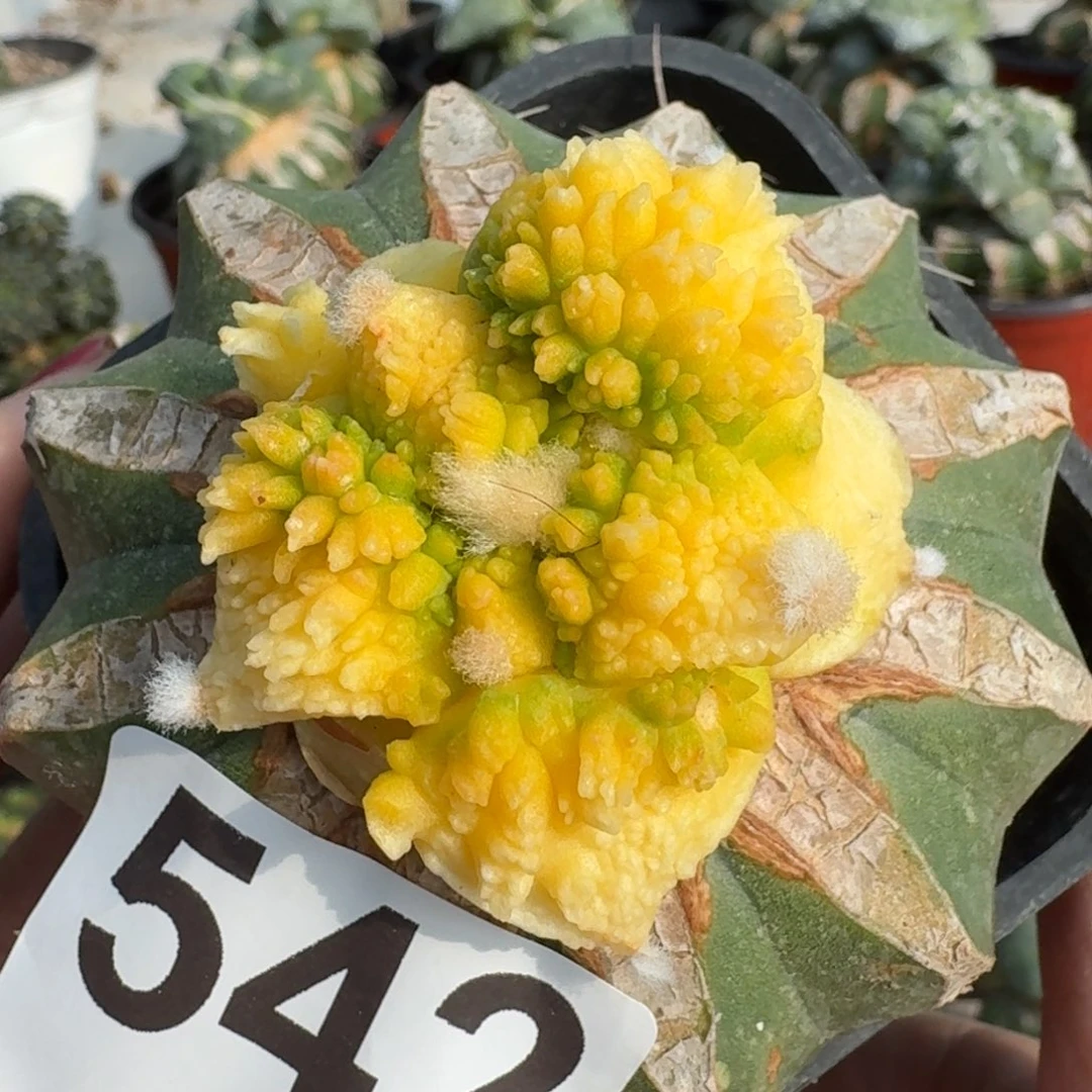 【闪购商品】无花朵福利大尤怒涛锦542