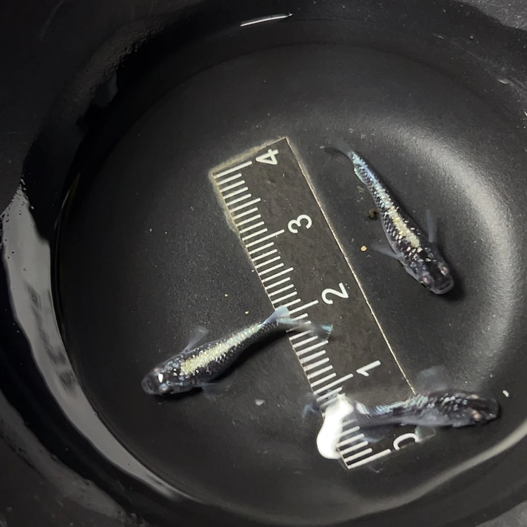 海水体外星光礼服一组64