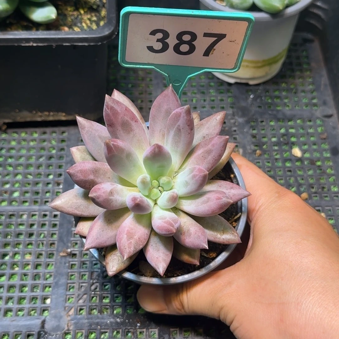 多肉植物水晶球387