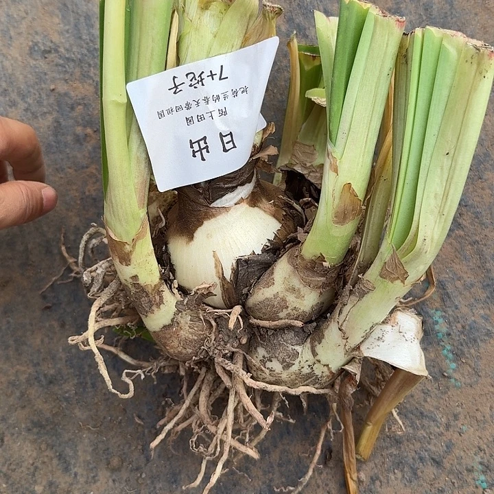 日出朱顶红坨坨7厘米